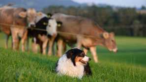 Austrálsky shepherd: alert watchman a verný spoločník